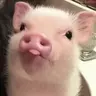 不是蠢猪