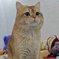 Zhouyi