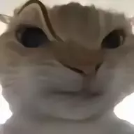 陋泡