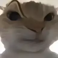 陋泡